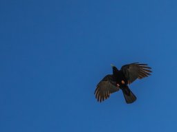 Grossglocknergebiet - Alpendohle